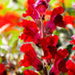 250 RUBY RED SNAPDRAGON Antirrhinum Majus Flower Seeds