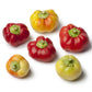 25 ALMA PAPRIKA PEPPER White Orange Red Hungarian Cherry Capsicum Annuum Seeds