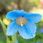 10 BLUE HIMALAYAN POPPY Tibetan Meconopsis Betonicifolia Flower Seeds