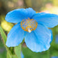 10 MIXED HIMALAYAN POPPY Blue Red Violet Meconopsis Napaulensis Mix Flower Seeds