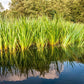 250 SWEET FLAG GRASS Wetland Pond Acorus Calamus Ornamental Seeds