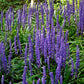 5 LILYTURF Liriope Muscari aka Big Blue Lily Turf / Monkey Grass Flower Seeds