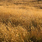 150 SWEET VERNAL GRASS Sweet Grass Vanilla Grass Anthoxanthum Odoratum Fragrant Vernalgrass Ornamental Craft Seeds