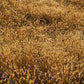 150 SWEET VERNAL GRASS Sweet Grass Vanilla Grass Anthoxanthum Odoratum Fragrant Vernalgrass Ornamental Craft Seeds
