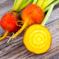 30 BURPEE'S GOLDEN BEET Beta Vulgaris Yellow Root Vegetable Seeds