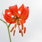 10 CORAL LILY Siberian Turk's Cap Lilium Pumilum Coral Red Fragrant Flower Seeds