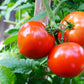 200 Red RUTGERS TOMATO Lycopersicon Globe Determinate 8 oz Fruit Vegetable Seeds