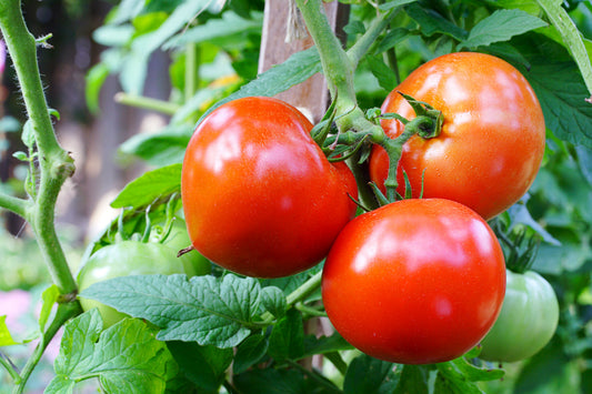 200 Red RUTGERS TOMATO Lycopersicon Globe Determinate 8 oz Fruit Vegetable Seeds