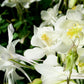50 MCKANAS GIANT COLUMBINE Mixed Colors Aquilegia Hybrida Flower Seeds