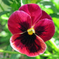 50 RASPBERRY BLOTCH PANSY Swiss Giant Viola Wittrockiana Pink Flower Seeds