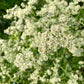500 WHITE ANISE Pimpinella Anisum HERB Flower Seeds