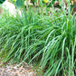 100 LEMONGRASS East Indian Lemon Grass Fragrant Ornamental Edible Cymbopogon Flexuosus Seeds