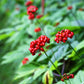 15 Asian KOREAN GINSENG Panax Shade Chinese Herb Seeds