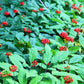15 Asian KOREAN GINSENG Panax Shade Chinese Herb Seeds