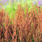 200 LARGE LEAF SORREL (Garden Sorrel / Spinach Dock / Redshank) Rumex Acetosa Vegetable Seeds