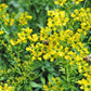 50 YELLOW RUE Herb of Grace Common Ruta Graveolens Fragrant Evergreen Flower Seeds