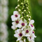50 WEDDING CANDLES VERBASCUM Chaixii Album Mullein White Purple Flower Seeds