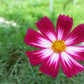 300 PICOTEE COSMOS Bipinnatus 2-Tone White Pink Magenta Fast Growing Flower Seeds