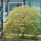 10 Upright GREEN LACELEAF MAPLE Japanese Seiryu Acer Palmatum Dissectum Viridis Tree Seeds