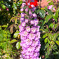 100 ROCKET LARKSPUR DELPHINIUM Consolida Giant Imperial Mixed Colors Flower Seeds