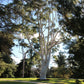 50 LEMON SCENTED EUCALYPTUS Citriodora Tree aka Lemon Bush & Spotted Gum - Colorful Bark White Flower Tree Seeds