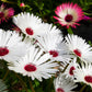 100 Gelato WHITE ICE PLANT Mesembryanthemum Livingstone Daisy Flower Seeds