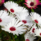 200 MIXED Colors ICE PLANT ( Mesembryanthemum Daisy / Livingstone Daisy ) Dorotheanthus Bellidiformis Flower Seeds