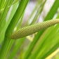 250 SWEET FLAG GRASS Wetland Pond Acorus Calamus Ornamental Seeds