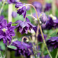 100 TALL DOUBLE COLUMBINE Aquilegia Vulgaris Mixed Colors Red, Pink, Purple, & White Flower Seeds