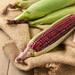 35 BLOODY BUTCHER Red CORN Edible & Ornamental Heirloom Zea Mays Vegetable Seeds