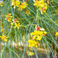 25 JERUSALEM THORN TREE Mexican Palo Verde Parkinsonia Aculeata Yellow & Red Flower Large Shrub Small Tree Legume Seeds