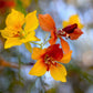 25 JERUSALEM THORN TREE Mexican Palo Verde Parkinsonia Aculeata Yellow & Red Flower Large Shrub Small Tree Legume Seeds