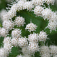 50 CHOCOLATE Joe PYE WEED Eupatorium Rugosum Flower Seeds
