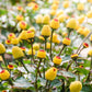 100 TOOTHACHE / EYEBALL PLANT Spilanthes Oleracea Red & Yellow Flower Herb Seeds
