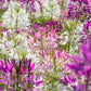 250 MIXED Colors QUEEN CLEOME (Spider Flower) Cleome Hassleriana Cleome Spinosa Flower Seeds
