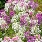 250 MIXED Colors QUEEN CLEOME (Spider Flower) Cleome Hassleriana Cleome Spinosa Flower Seeds