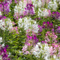 250 MIXED Colors QUEEN CLEOME (Spider Flower) Cleome Hassleriana Cleome Spinosa Flower Seeds