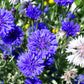 1000 Tall Blue BACHELOR'S BUTTON / CORNFLOWER Centaurea Cyanus Flower Seeds