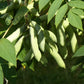 7 BLUE SAUSAGE FRUIT Edible & Ornamental Decaisnea Fargesii Tree Shrub Seeds