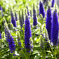 200 BLUE BOUQUET VERONICA Spicata Spike Speedwell Herb Flower Seeds