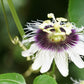 10 YELLOW PASSION FRUIT Vine Passiflora Edulis Flavicarpa Golden Passionfruit Purple & White Flower Seeds