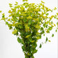 100 GREEN GOLD BUPLEURUM Griffithii Rotundifolium Hares Ear Thoroughwax Flower Seeds