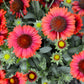 50 BURGUNDY GAILLARDIA Red Indian Blanket Flower Seeds