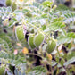 100 BLACK LENTIL Bush Lens Culinaris Vegetable Legume Sprouts Seeds