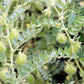 100 BLACK LENTIL Bush Lens Culinaris Vegetable Legume Sprouts Seeds