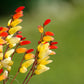 10 FIRECRACKER VINE Flower Mina Lobata Exotic Love Spanish Flag Ipomoea Seeds