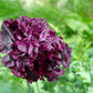 250 BLACK PEONY POPPY Papaver Peoniflorum Flower Seeds