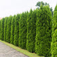 25 THUJA TREE Cedar Thuja Occidentalis Conifer Seeds