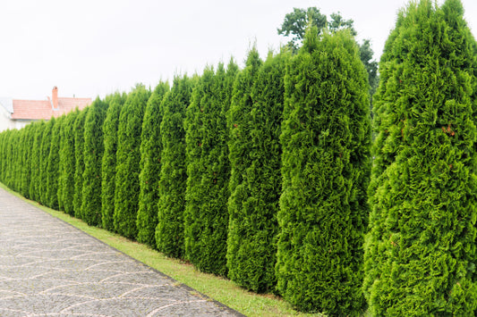 25 THUJA TREE Cedar Thuja Occidentalis Conifer Seeds