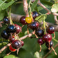 20 GOLDEN CURRANT SHRUB Black Fruit Yellow Flower Ribes Chrysobotrya Aurea Seeds